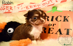 Chihuahua dogs for sale: Stunning chihuahua puppies - Image 3