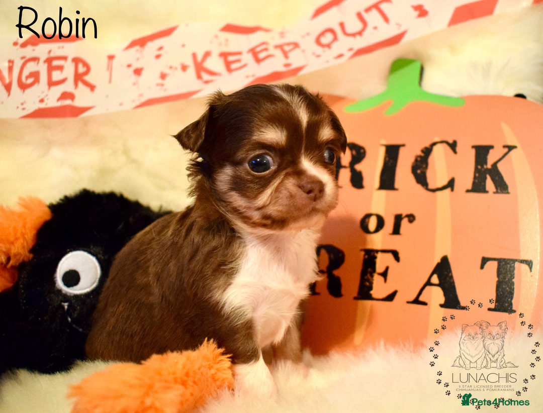 Chihuahua dogs for sale: Stunning chihuahua puppies - Image 3