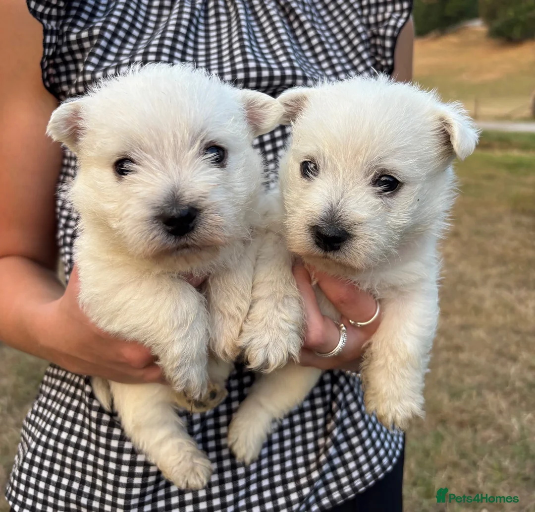 West Highland Terrier dogs for sale: 5 Gorgeous KC Registered West Highland Terriers - Advert 2