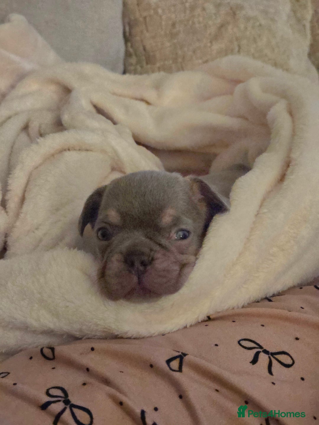French Bulldog dogs for sale: Isabella & lilac & tan chunky frenchies - Advert 31
