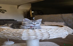 British Shorthair cats for sale: Beautiful Babies Available Ready To Leave - Image 10