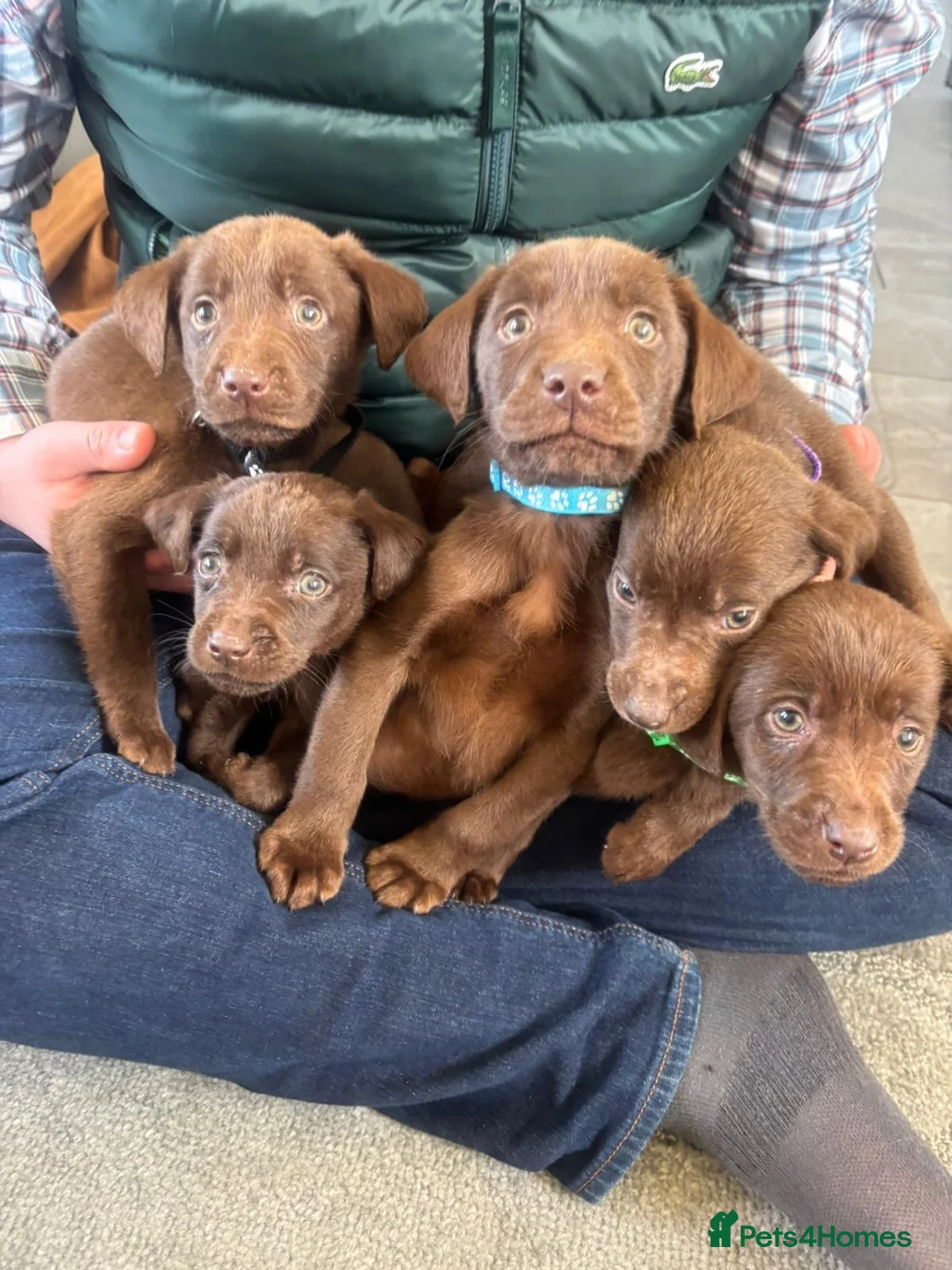 Labrador Retriever dogs for sale: BEAUTIFUL BOYS LEFT ONLY READY 9TH MARCH!!! - Advert 2