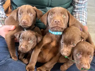 Labrador Retriever dogs BEAUTIFUL BOYS LEFT ONLY READY 9TH MARCH!!! - Advert 3