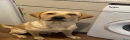 Labrador Retriever dogs for sale: Loving Labrador Retriever – Our Gorgeous Boy Rusty - Advert 2