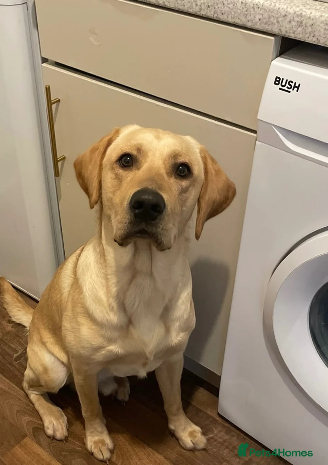 Labrador Retriever dogs for sale: Loving Labrador Retriever – Our Gorgeous Boy Rusty - Advert 2