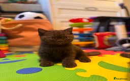 British Shorthair cats for sale: British Shorthair kittens  - Image 19