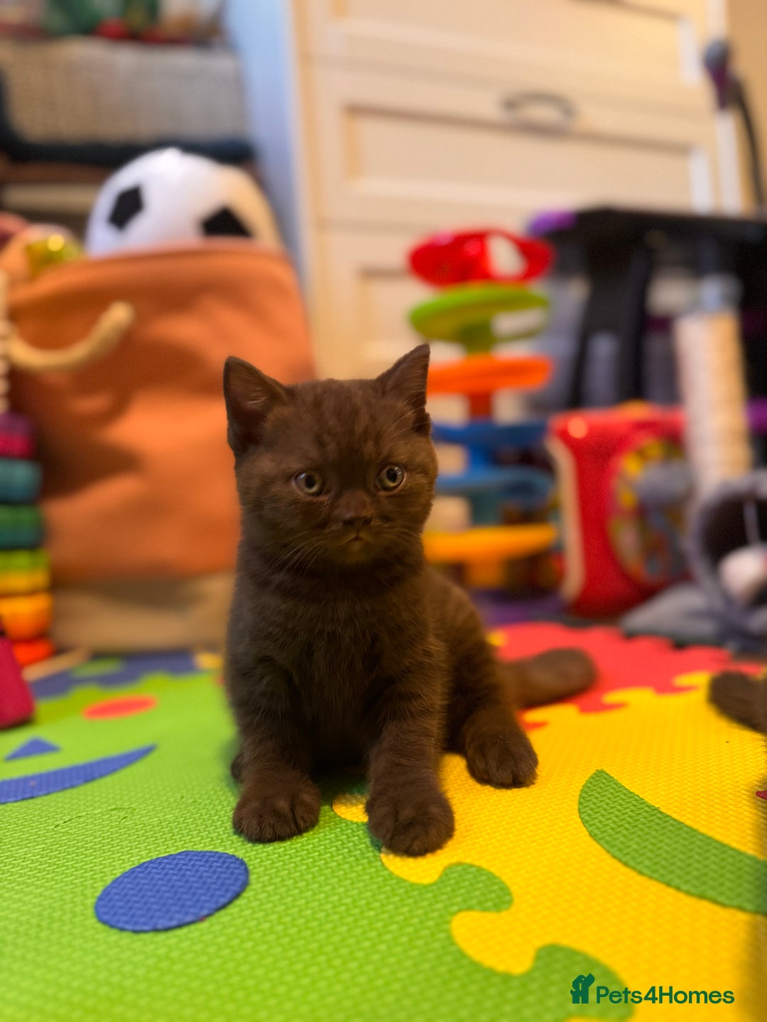 British Shorthair cats for sale: British Shorthair kittens  - Image 19