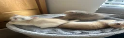 Scottish Fold cats for sale:  Kittens Ready for Their Forever Homes - Advert 25