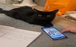 British Longhair cats for sale: Male cat and female cat - Image 3