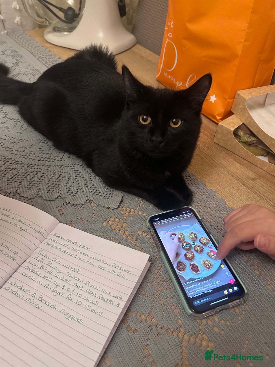 British Longhair cats for sale: Male cat and female cat - Image 3