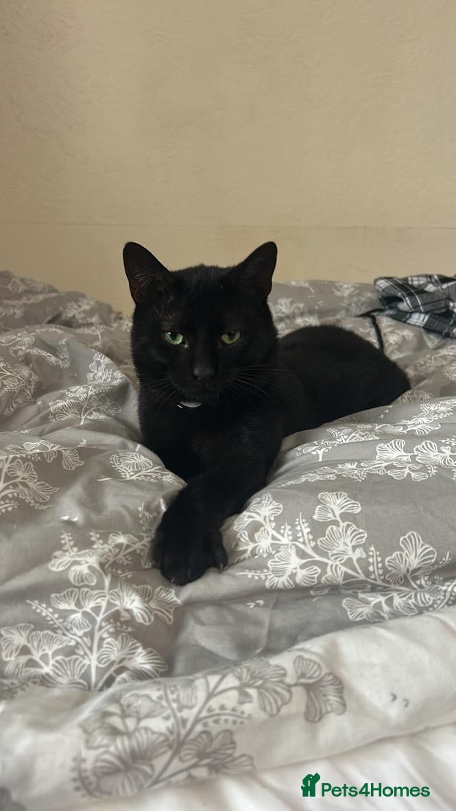 Mixed Breed cats Beautiful friendly Black 11 month old kitten  - Advert 1