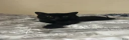 Mixed Breed cats for sale: Beautiful friendly Black 11 month old kitten  in Leeds - Advert 1