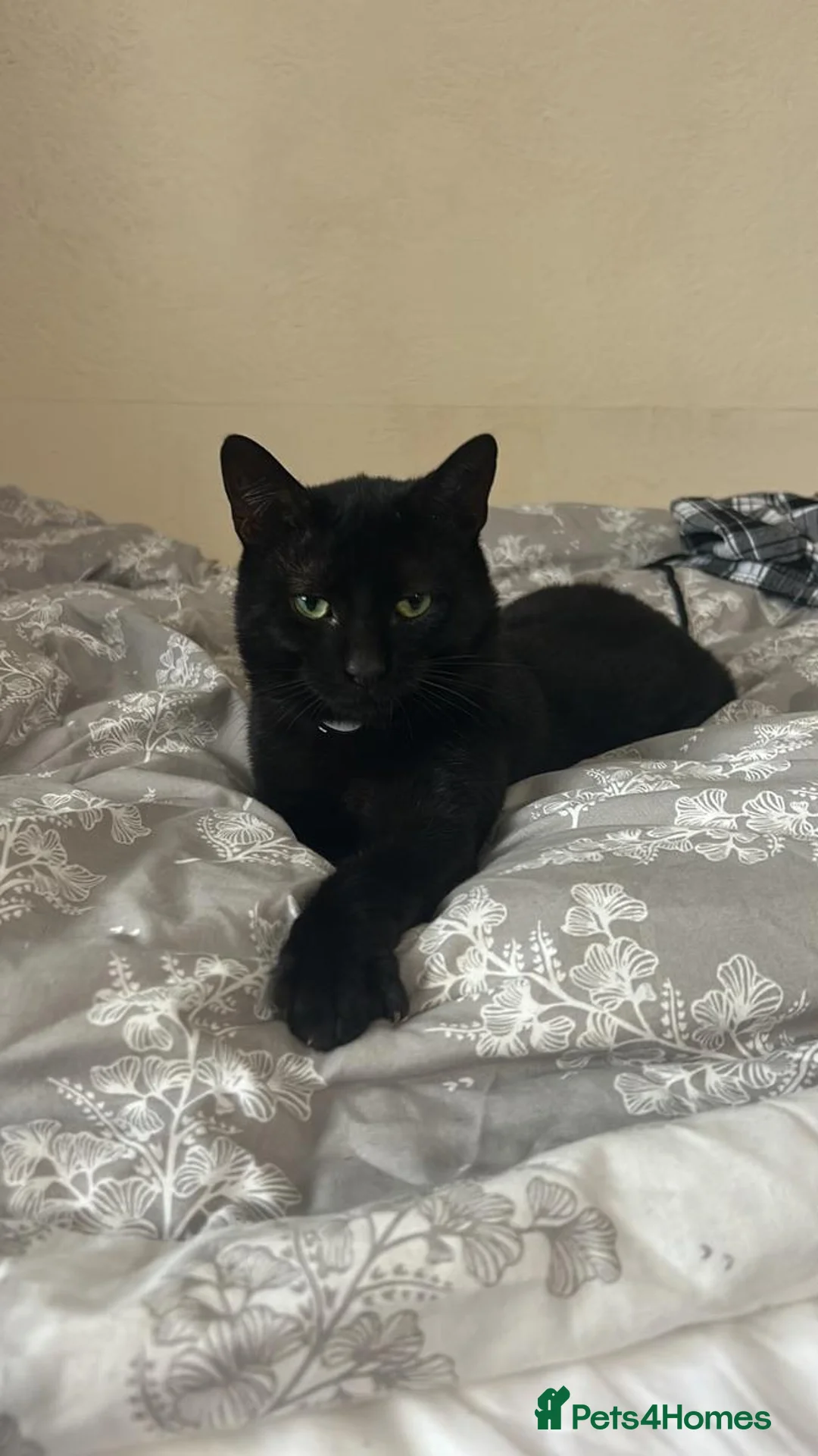 Mixed Breed cats for sale: Beautiful friendly Black 11 month old kitten  in Leeds - Advert 1