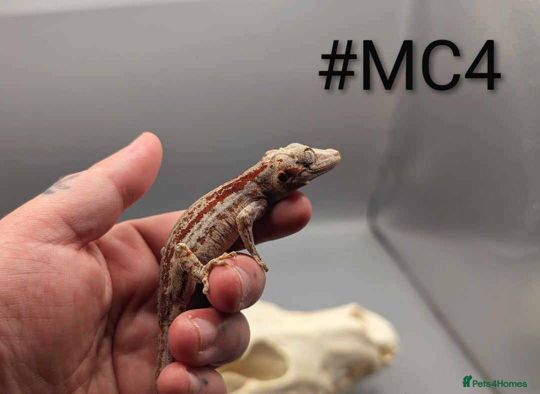 Gecko reptiles for sale: Red Stripe Gargoyle Gecko CB24 - Advert 4