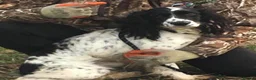 Cocker Spaniel dogs for sale: 🐾READY TO GO 2 COCKER SPANIEL BOYS 🐾 - Advert 6
