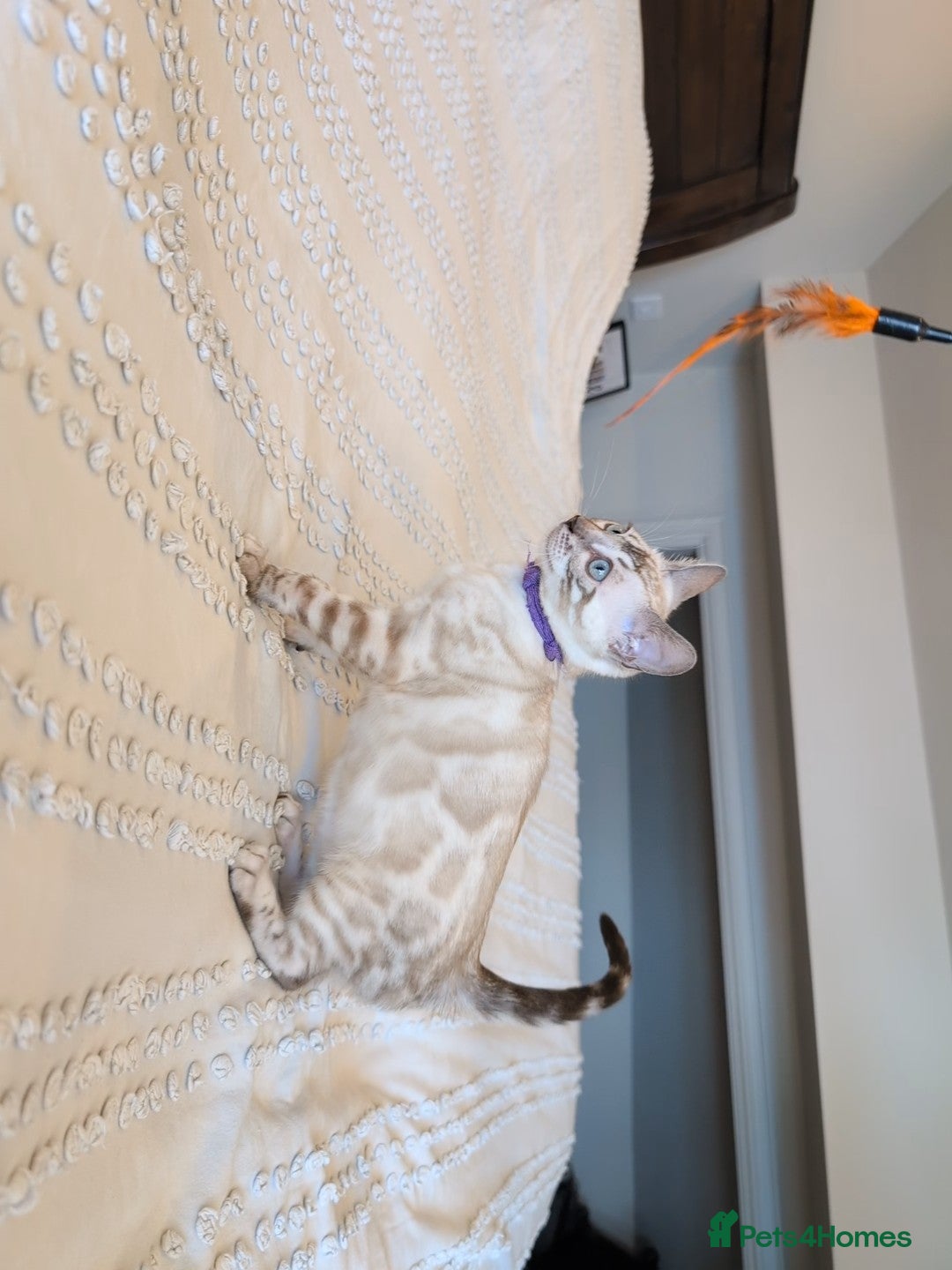 Bengal cats for sale: 🤍🖤🩶 Bengal Kittens 🩶🖤🤍 in Barnoldswick - Image 12