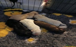 Labrador Retriever dogs for sale: 5 beautiful labrador puppies - Image 15