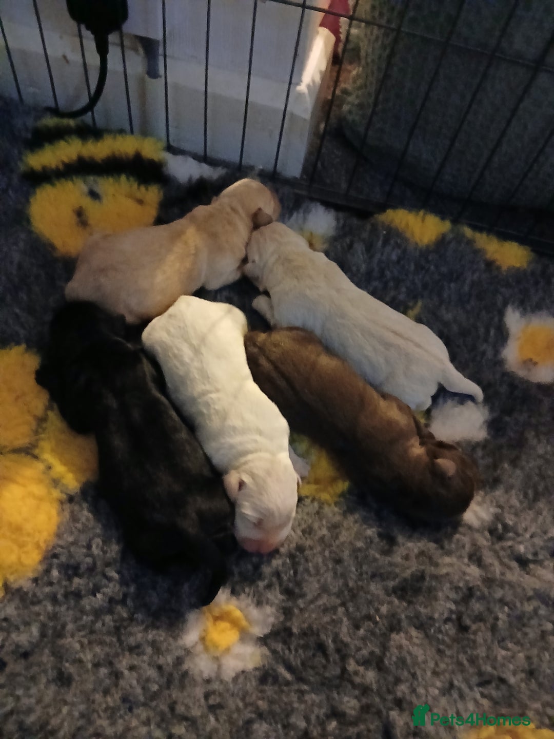 Labrador Retriever dogs for sale: 5 beautiful labrador puppies - Image 15