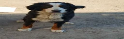 Bernese Mountain Dog dogs for sale: 11 month old Bernese Mountain Girl - Advert 7