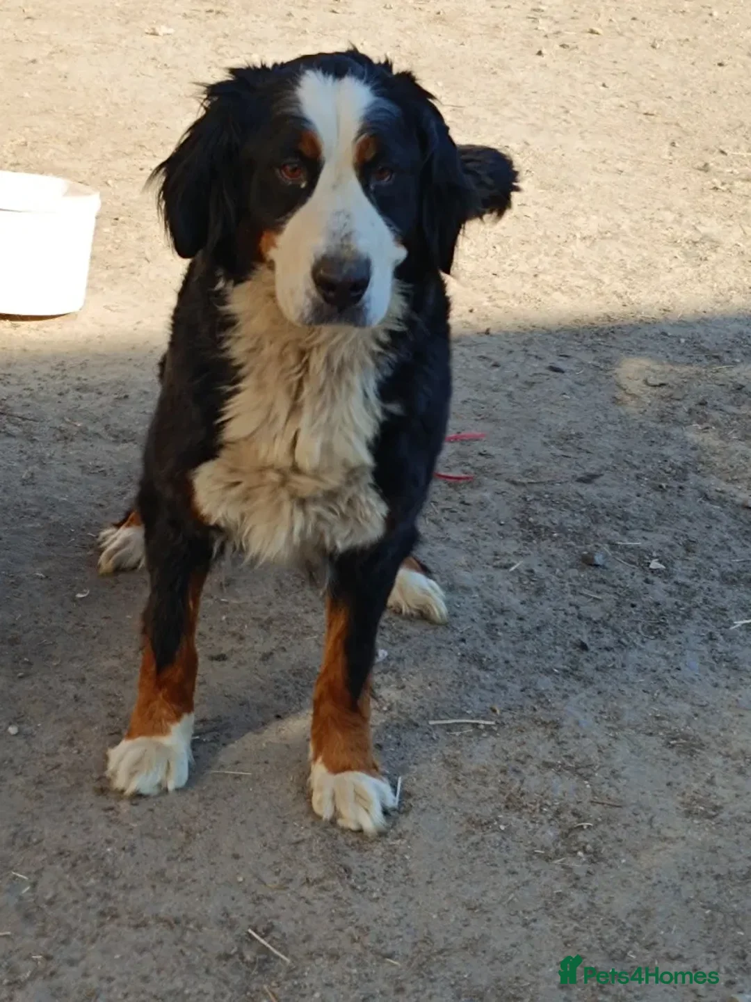 Bernese Mountain Dog dogs for sale: 11 month old Bernese Mountain Girl - Advert 7
