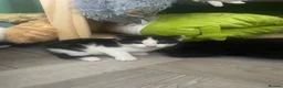 Mixed Breed cats for sale: One male one female available first week in July  - Advert 11