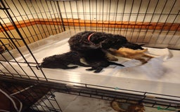Shihpoo dogs for sale: 3 shihpoo pups  - Image 4