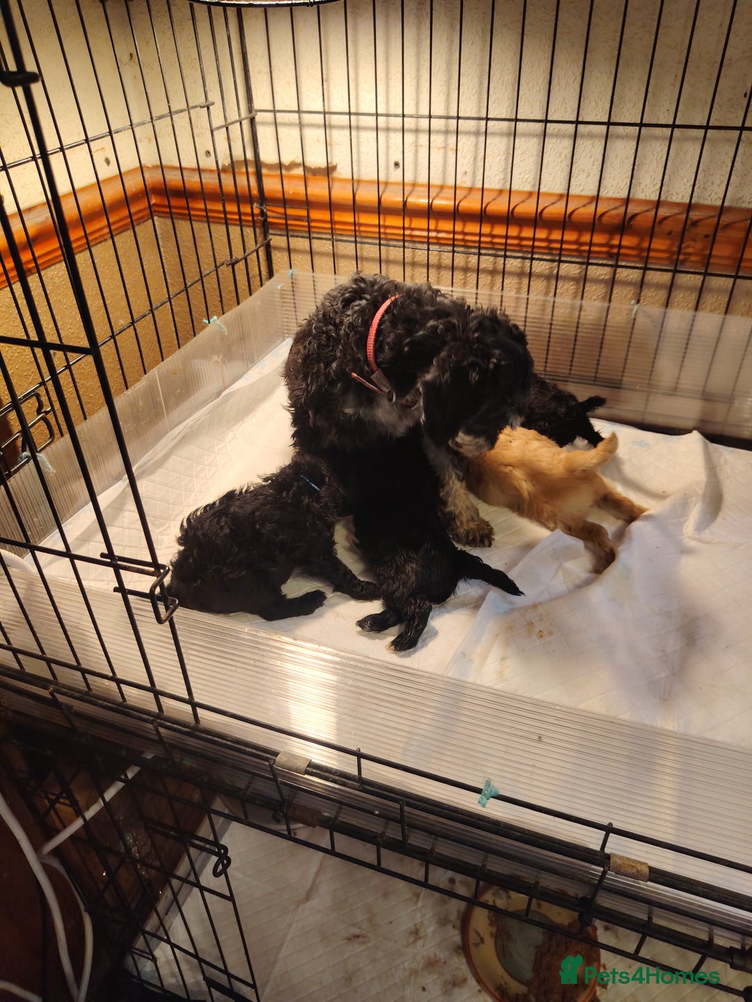 Shihpoo dogs for sale: 3 shihpoo pups  - Image 4