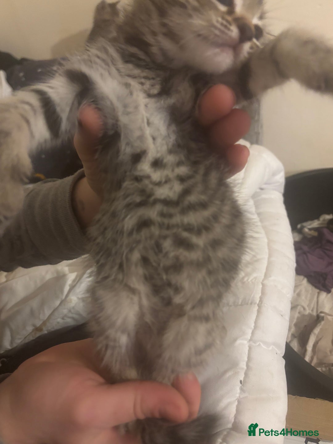 Bengal cats for sale: Bengal kittens  - Advert 7