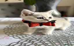 Scottish Fold cats for sale: Two Scottish Straight Boys  - Image 1