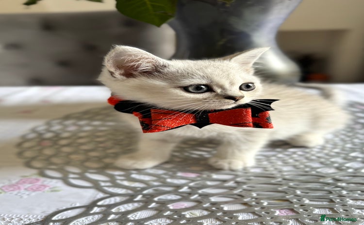 Scottish Fold cats - Advert 2