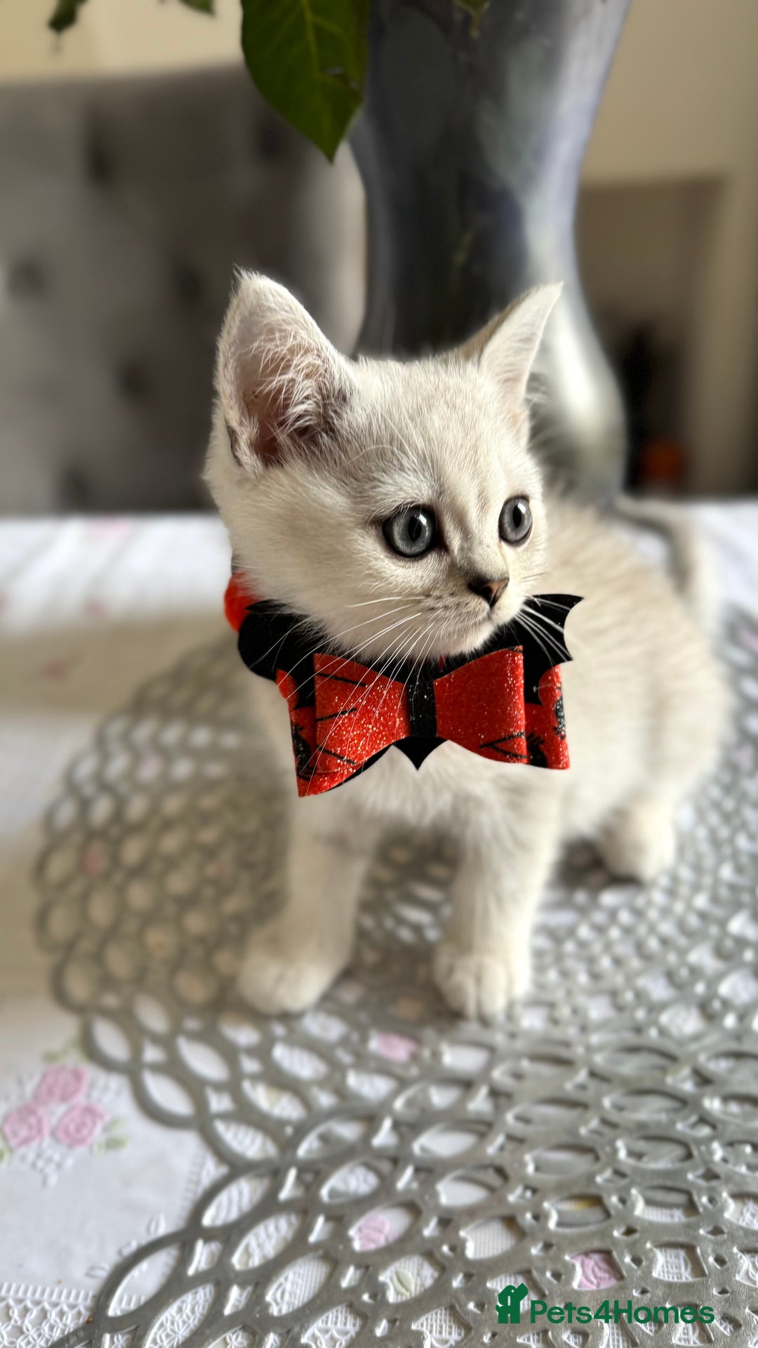 Scottish Fold cats for sale: Two Scottish Straight Boys  - Image 1