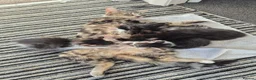 Mixed Breed cats for sale: 2 boys and 2 girls kitten in Stoke-on-Trent - Advert 4