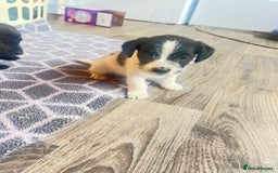 Jack Russell dogs for sale: Adorable Jack Russell puppies - Image 7