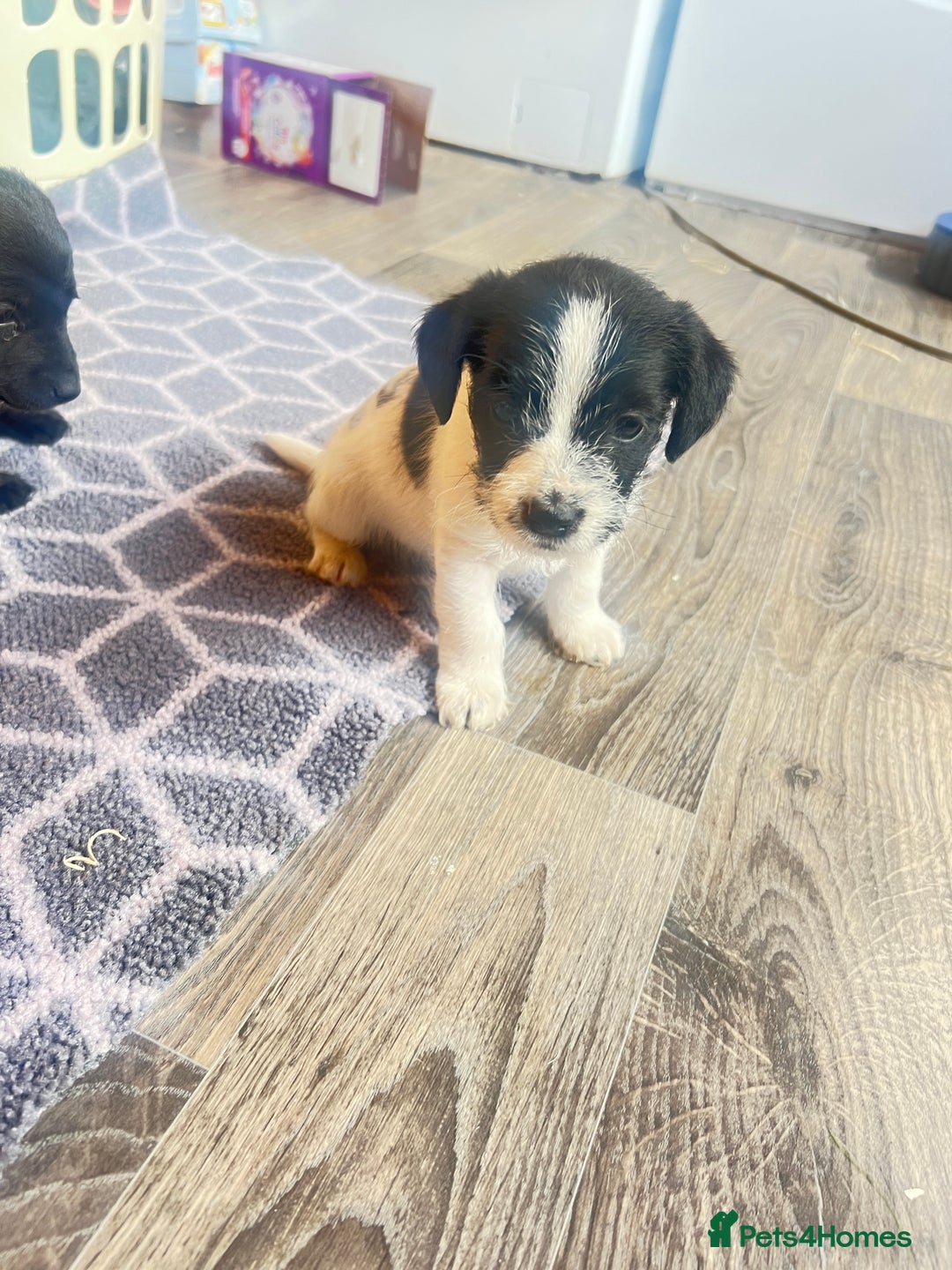 Jack Russell dogs for sale: Adorable Jack Russell puppies - Image 7