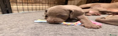 Puppy 6