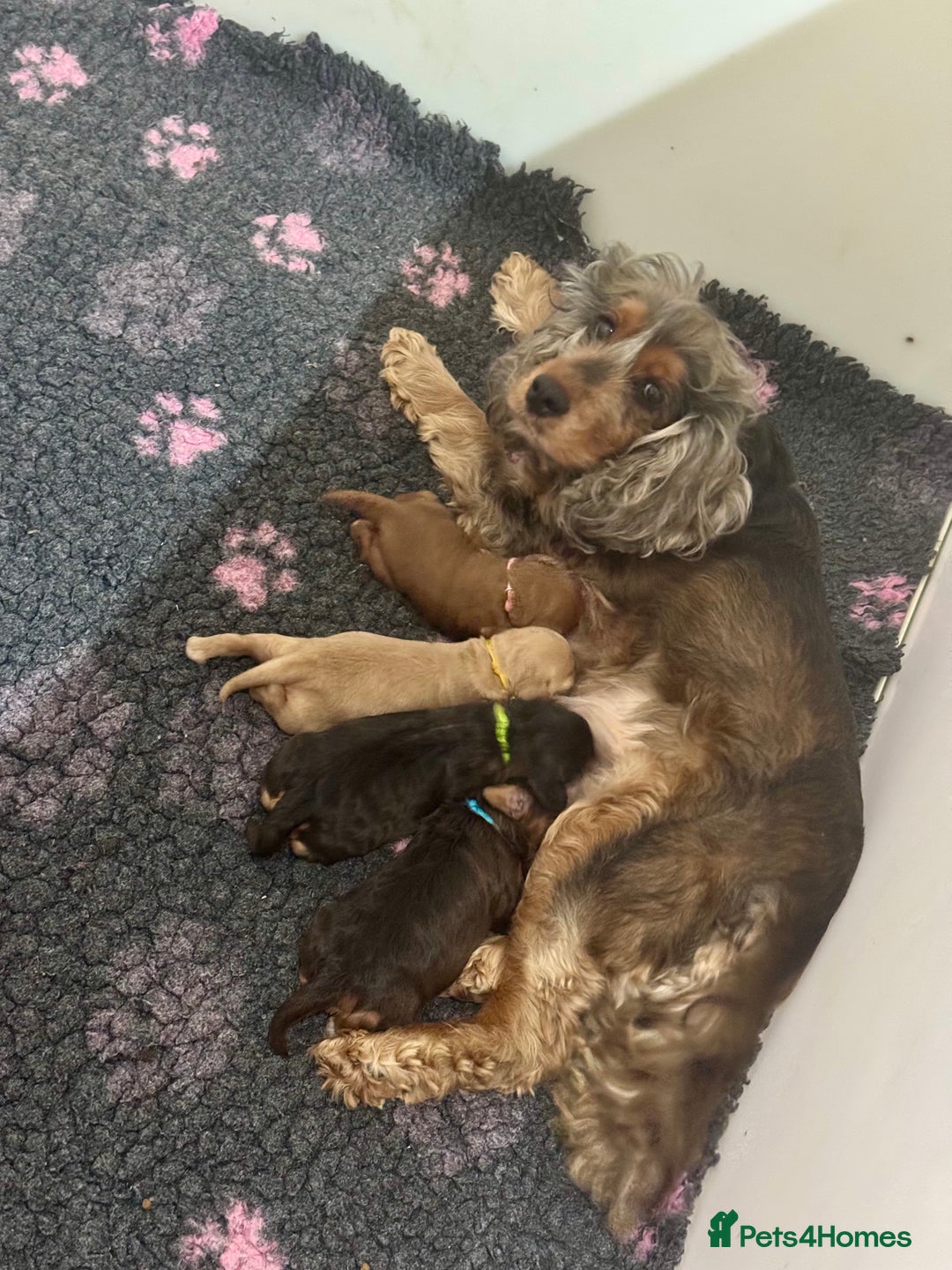Cockapoo dogs for sale: 4 f1 Cockerpoo puppies dna clear  - Advert 1