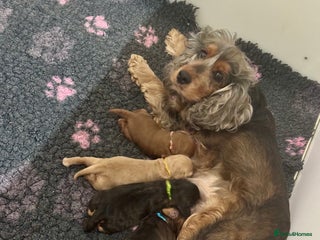 Cockapoo dogs 4 f1 Cockerpoo puppies dna clear - Advert 1