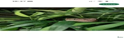 Gecko reptiles for sale: Dalmation Crested gecko in Hassocks - Advert 2