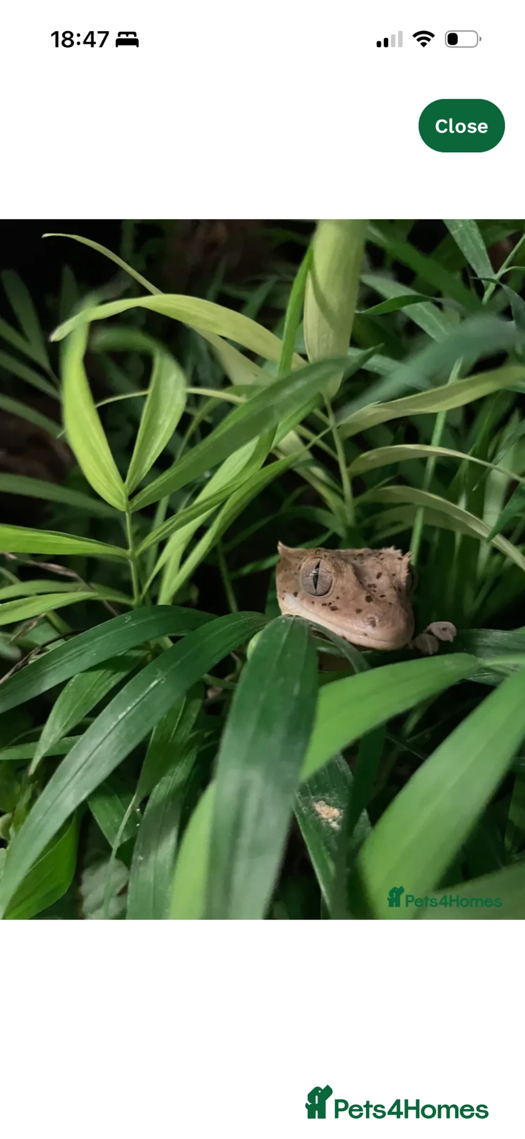Gecko reptiles for sale: Dalmation Crested gecko in Hassocks - Advert 2