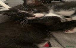 Mixed Breed cats for sale: Mixed breed kittens READY NOW!!!!🥰 - Image 6