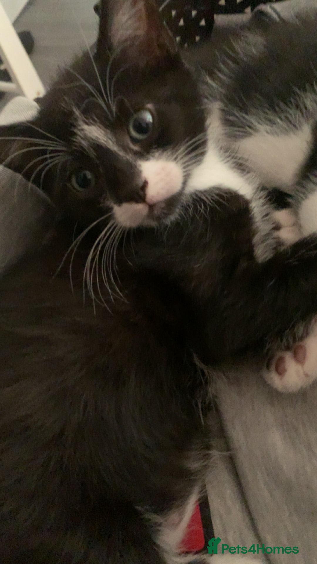 Mixed Breed cats for sale: Mixed breed kittens READY NOW!!!!🥰 - Image 6