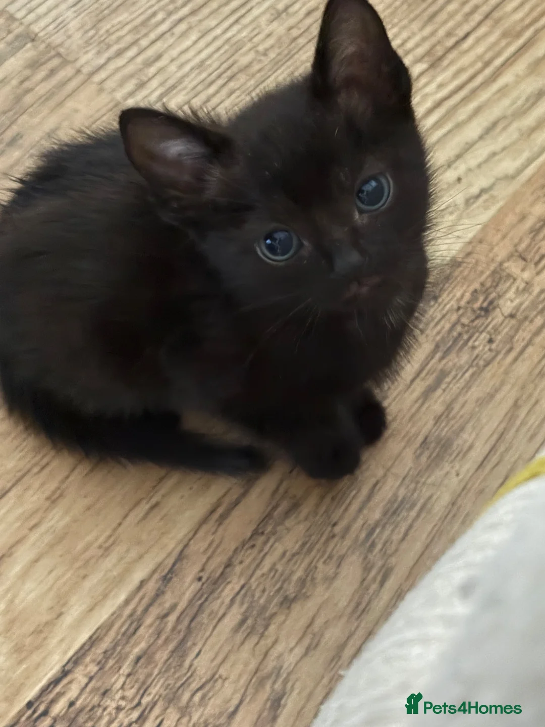 Mixed Breed cats for sale: British shorthair x Bengal Kittens  - Advert 2