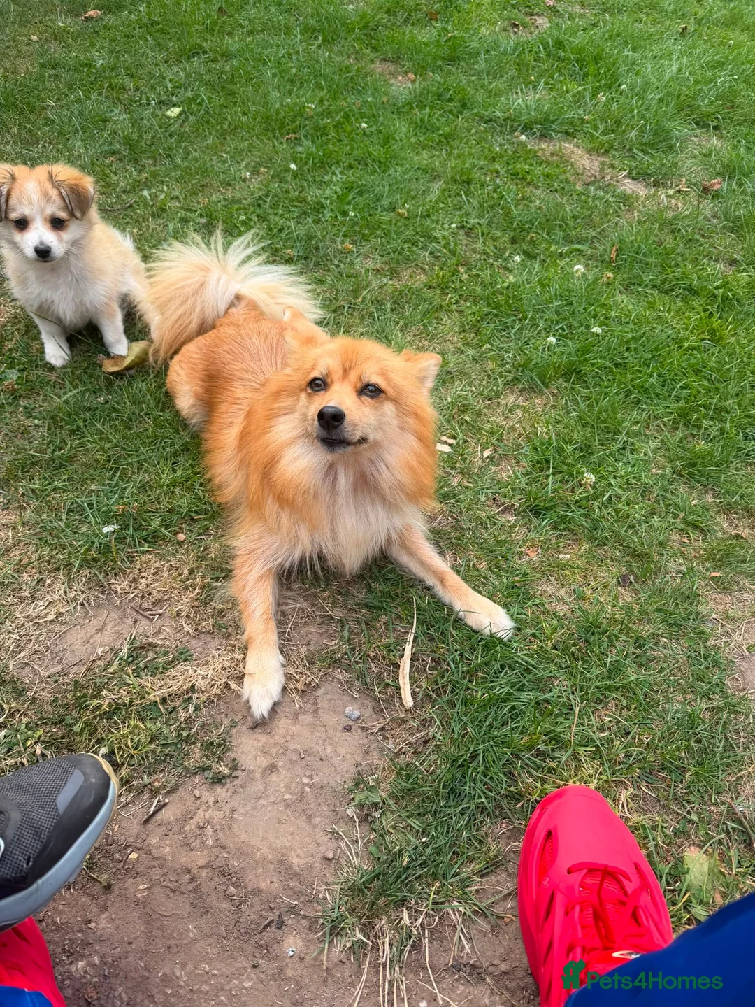 Pomeranian dogs for sale: 3 Pomeranian Puppies Ready in Preston - Advert 2