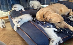 Ragdoll cats for sale: Beautiful  Blue point Mitted Ragdolls  - Image 12