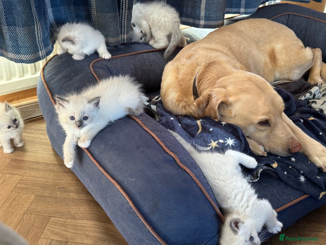 Ragdoll cats for sale: Beautiful  Blue point Mitted Ragdolls  - Image 12