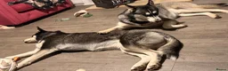 Siberian Husky dogs for sale: Siberian Husky Puppies  in Dunfermline - Advert 9