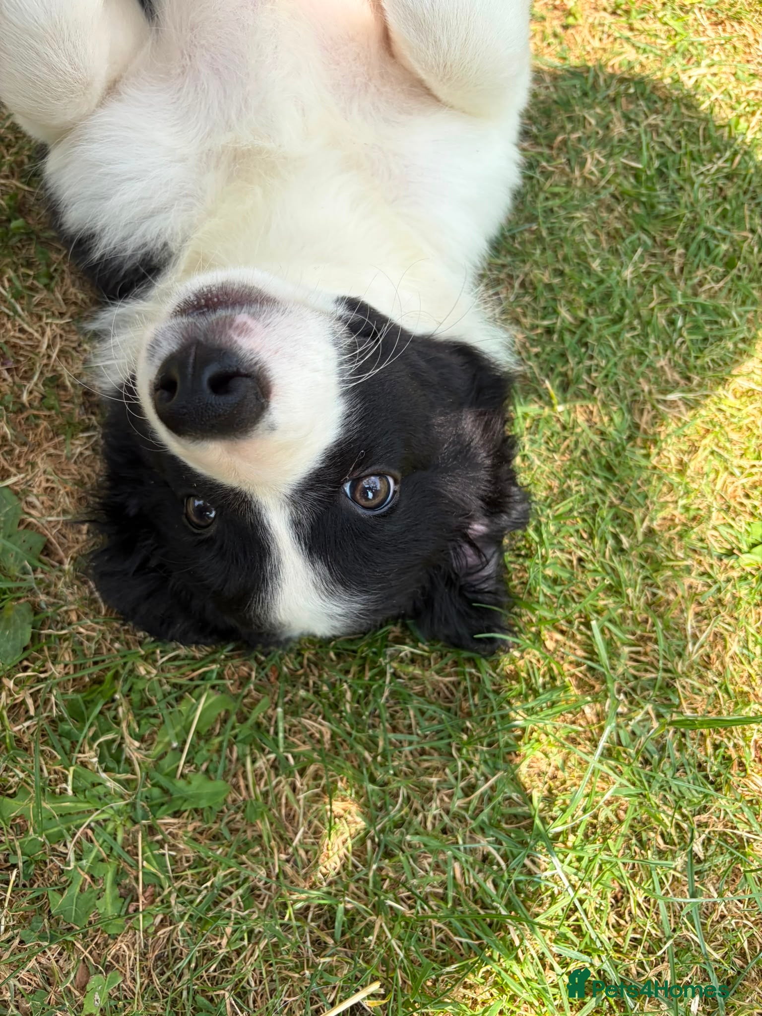 Border Collie dogs READY NOW! Litter of 3 striking Border Collie Pups - Advert 1