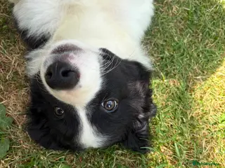Border Collie dogs READY NOW! Litter of 3 striking Border Collie Pups - Advert 1