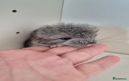 Chinchilla rodents for sale: Royal Persian Angora Male kit - Image 7