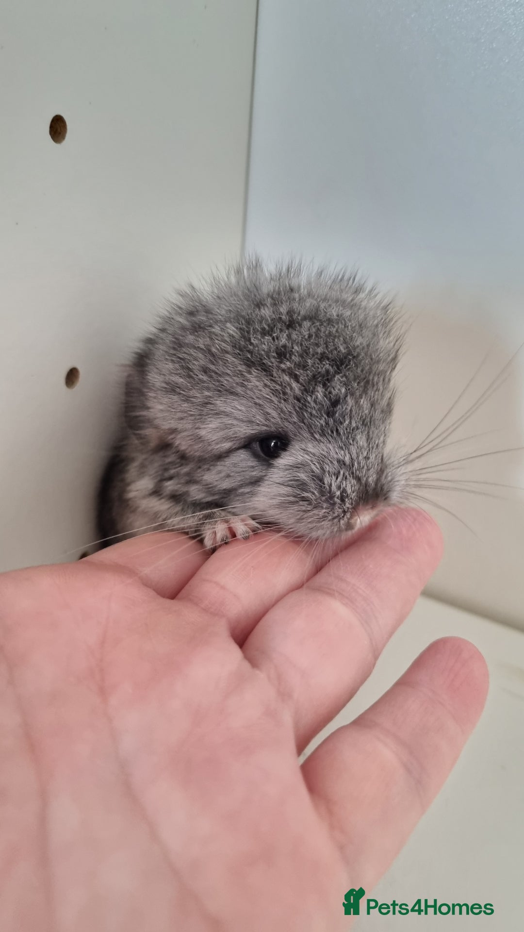 Chinchilla rodents for sale: Royal Persian Angora Male kit - Image 7